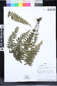 Asplenium harpeodes image