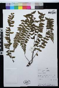 Asplenium raddianum image