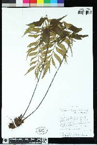 Asplenium dimidiatum image