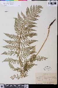 Athyrium distentifolium var. americanum image