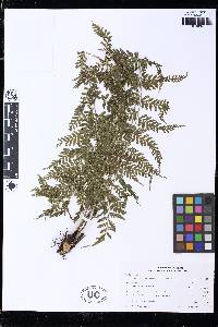 Asplenium athyrioides image