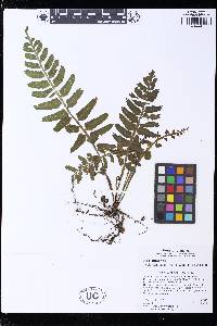 Asplenium alatum image