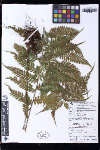 Asplenium athyrioides image