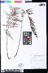 Asplenium aethiopicum image