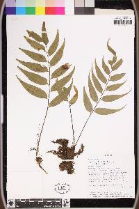 Asplenium juglandifolium image