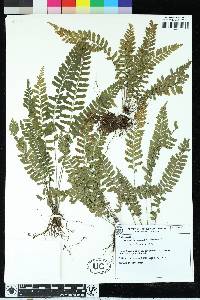 Asplenium discrepans image