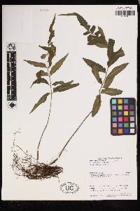 Asplenium abscissum image