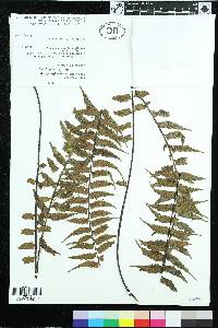 Asplenium harpeodes image