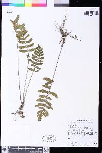 Asplenium ruizianum image