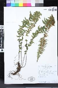 Asplenium harpeodes image