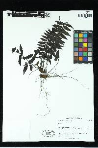 Asplenium auriculatum image