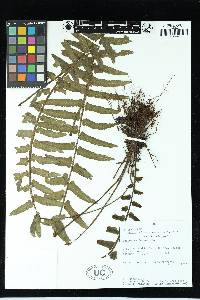 Asplenium alatum image