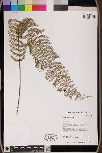 Asplenium thunbergii image