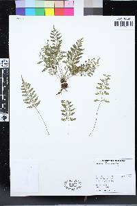 Asplenium bipartitum image