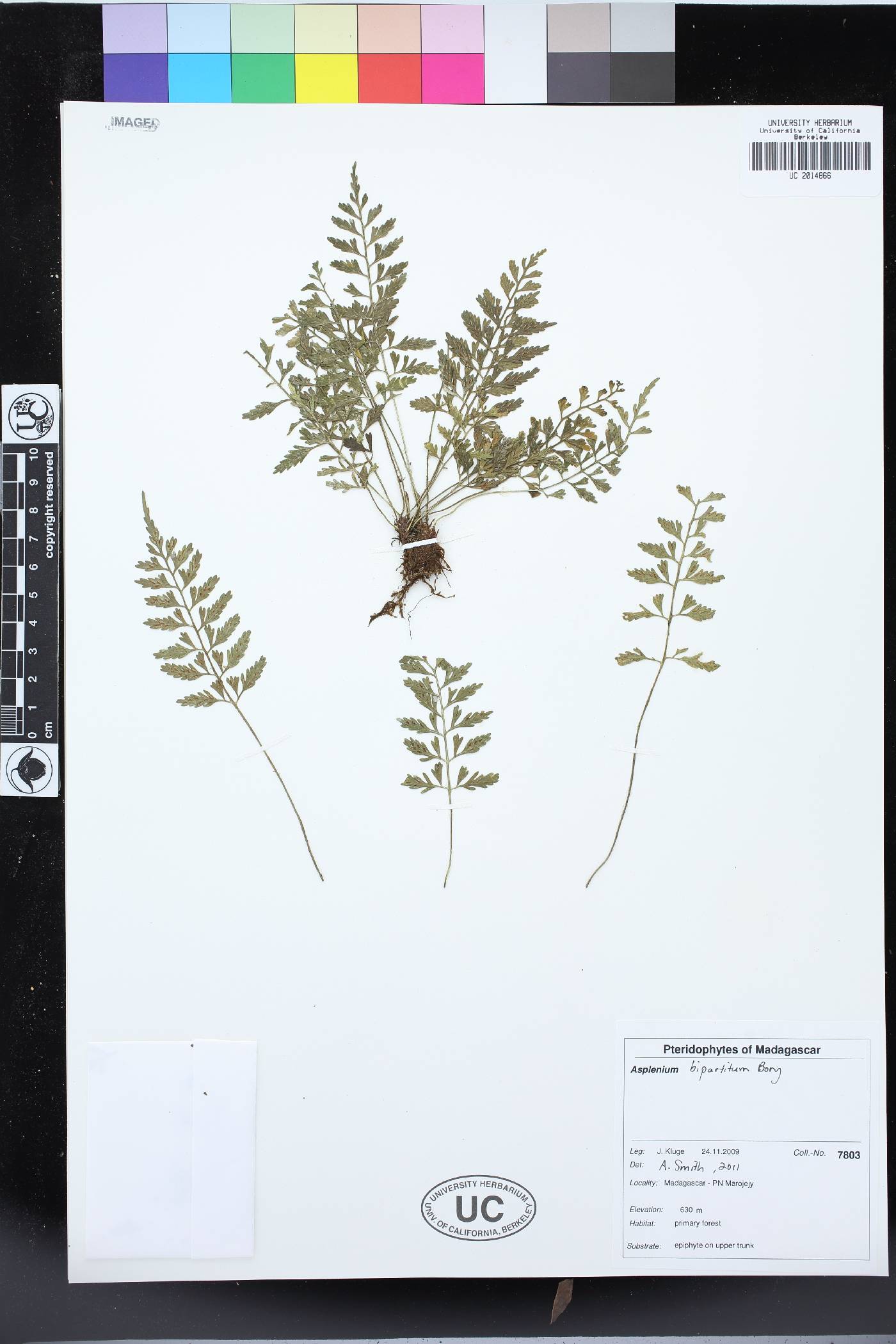 Asplenium bipartitum image