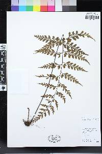 Asplenium affine image