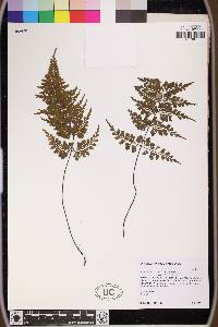 Asplenium cuneatum image