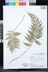 Asplenium affine image