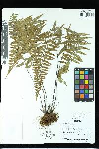 Asplenium auritum image