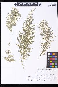 Asplenium corderoanum image