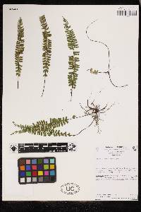 Asplenium monanthes image