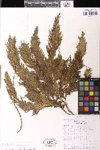 Selaginella heterostachys image