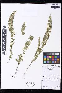 Asplenium monanthes image