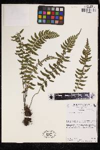 Asplenium miradorense image