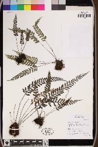 Asplenium bipinnatifidum image