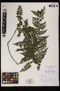 Asplenium blepharophorum image