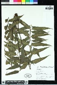 Asplenium feei image