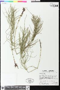 Equisetum arvense image