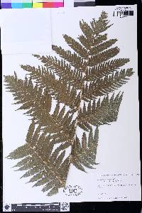 Dicksonia thyrsopteroides image