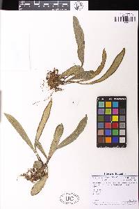 Radiovittaria latifolia image
