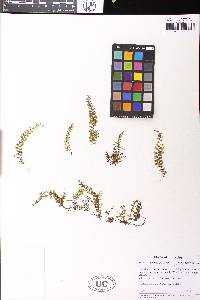 Hymenophyllum jamesonii image