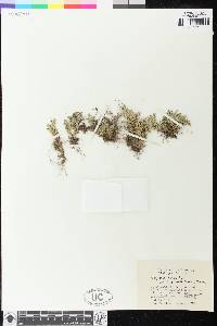 Selaginella scopulorum image
