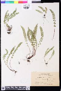 Asplenium viride image