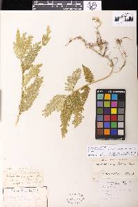 Selaginella willdenowii image