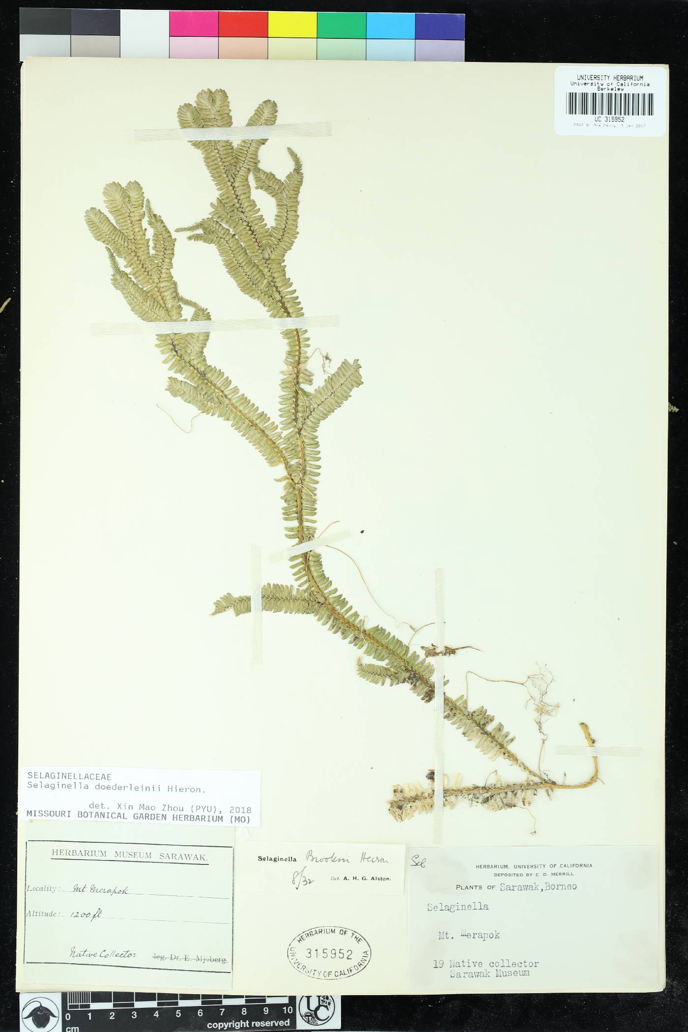 Selaginella brooksii image