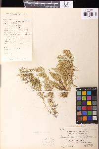 Selaginella myosuroides image