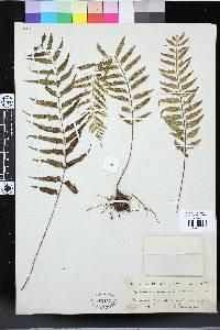 Asplenium boltonii image