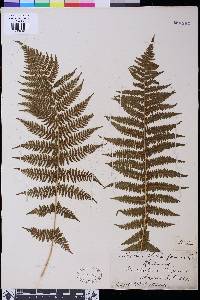 Athyrium filix-femina image