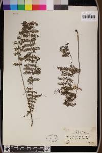 Asplenium thunbergii image