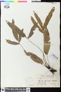 Diplazium xiphophyllum image