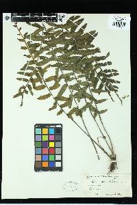 Asplenium alatum image