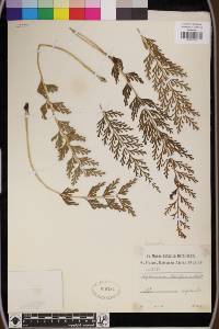 Asplenium theciferum image