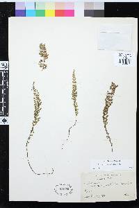 Asplenium triphyllum image