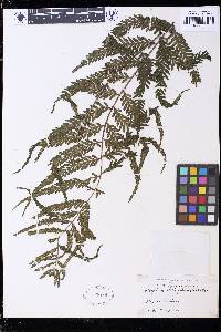 Asplenium athyrioides image