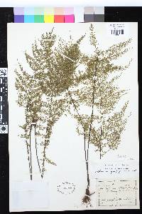 Asplenium myriophyllum image