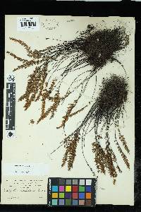 Myriopteris gracillima image